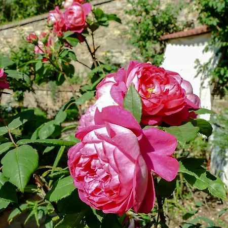 La Casa Delle Rose Apartment