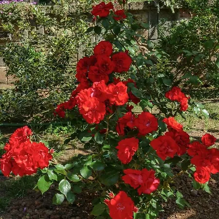 La Casa Delle Rose * Montescudaio